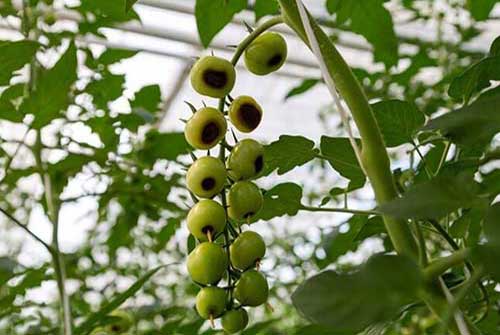 Soluzioni per arginare il marciume apicale nel pomodoro