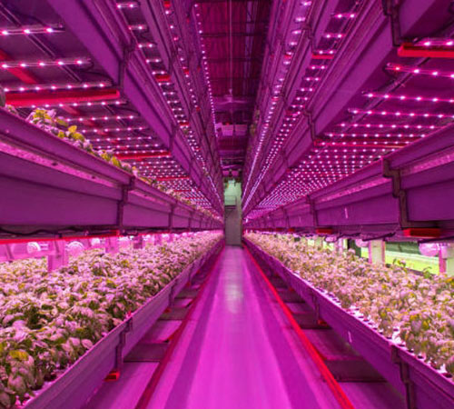 Spagnol - Vertical Farming